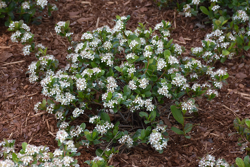 Low Scape Mound Aronia (Aronia melanocarpa 'UCONNAM165') at Bast Brothers Garden Center