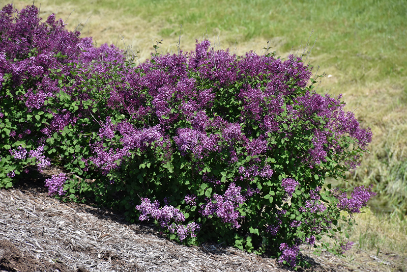 Bloomerang Dark Purple Lilac (Syringa 'SMSJBP7') at Bast Brothers Garden Center