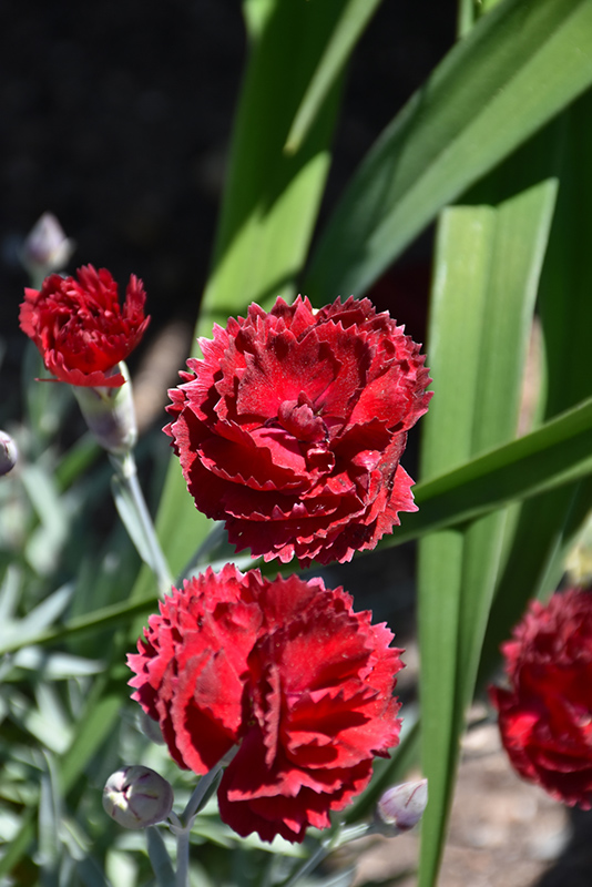 Pretty Poppers Electric Red Pinks (Dianthus 'Electric Red') at Bast Brothers Garden Center