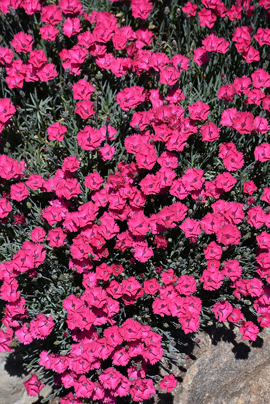 Paint The Town Red Pinks (Dianthus 'Paint The Town Red') at Bast Brothers Garden Center