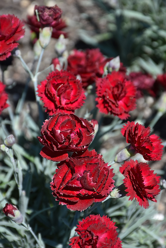Pretty Poppers Electric Red Pinks (Dianthus 'Electric Red') at Bast Brothers Garden Center