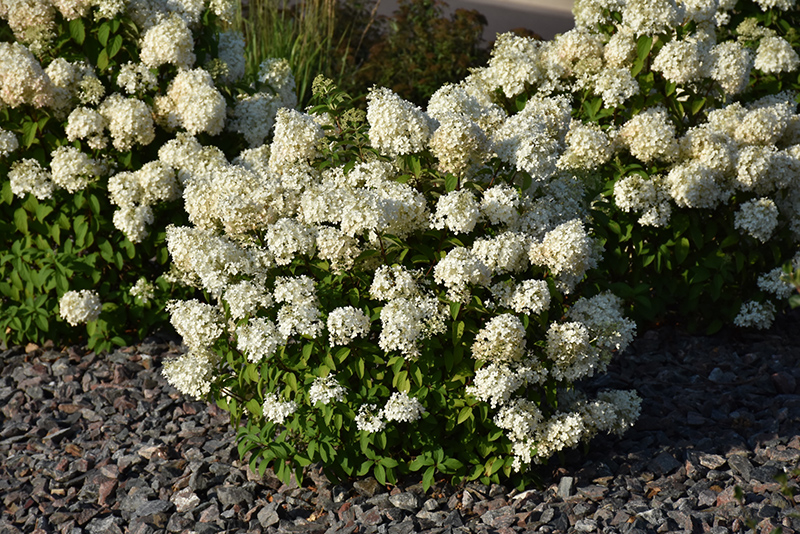 Bobo Hydrangea (Hydrangea paniculata 'ILVOBO') at Bast Brothers Garden Center