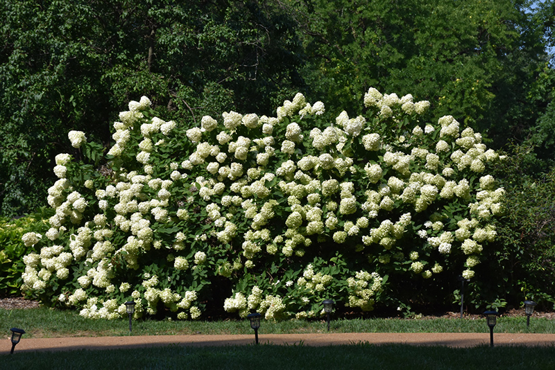 Limelight Hydrangea (Hydrangea paniculata 'Limelight') at Bast Brothers Garden Center