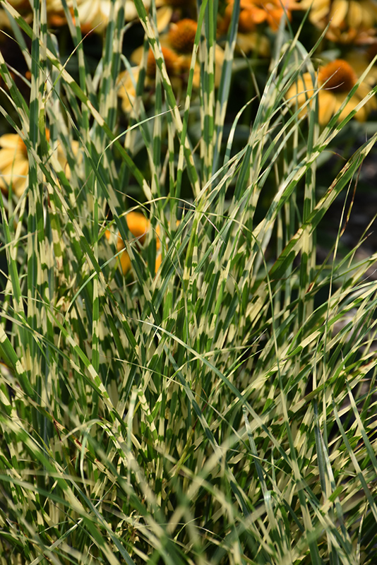 Bandwidth Maiden Grass (Miscanthus sinensis 'NCMS2B') at Bast Brothers Garden Center