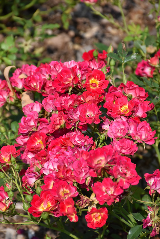 Pink Drift Rose (Rosa 'Meijocos') at Bast Brothers Garden Center