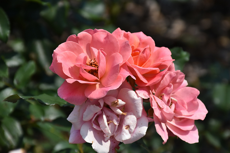 Coral Knock Out Rose (Rosa 'Radral') at Bast Brothers Garden Center