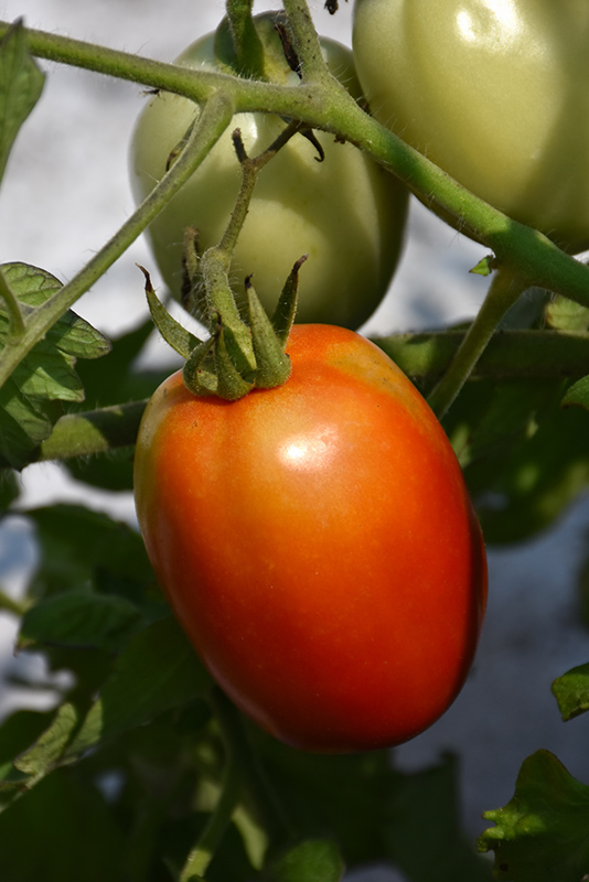 Roma Tomato (Solanum lycopersicum 'Roma') at Bast Brothers Garden Center