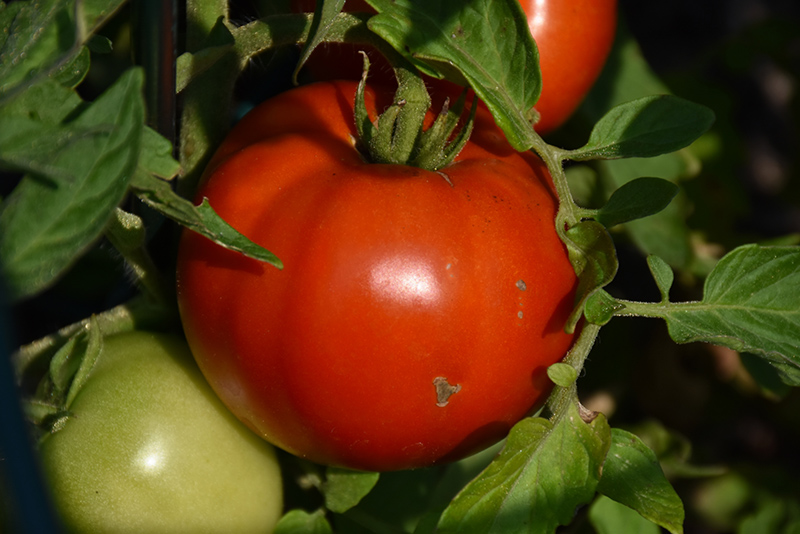 Defiant Tomato (Solanum lycopersicum 'Defiant') at Bast Brothers Garden Center