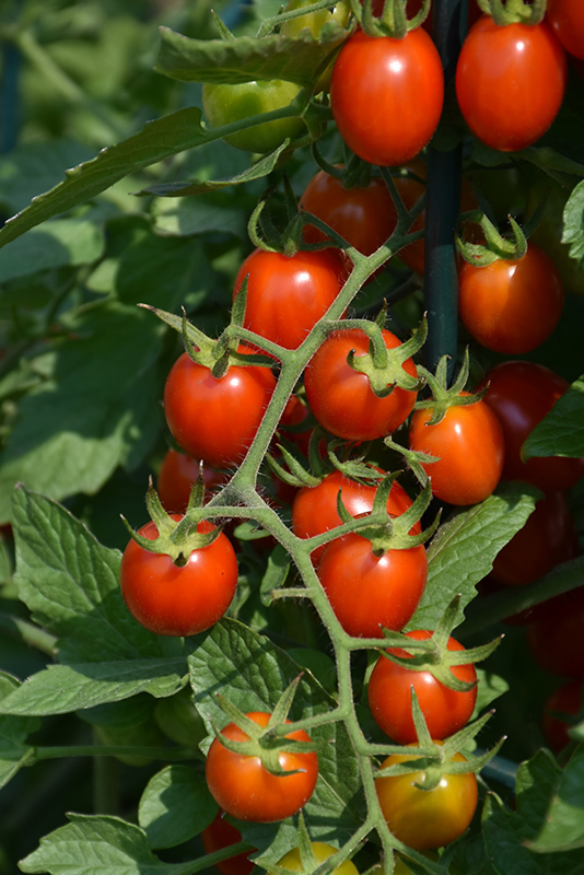 Grape Tomato (Generic) (Solanum lycopersicum 'Grape') at Bast Brothers Garden Center