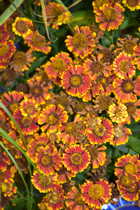 Mariachi Bandera Sneezeweed (Helenium autumnale 'Bandera') at Bast Brothers Garden Center