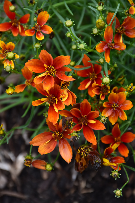 Sizzle And Spice Crazy Cayenne Tickseed (Coreopsis verticillata 'Crazy Cayenne') at Bast Brothers Garden Center