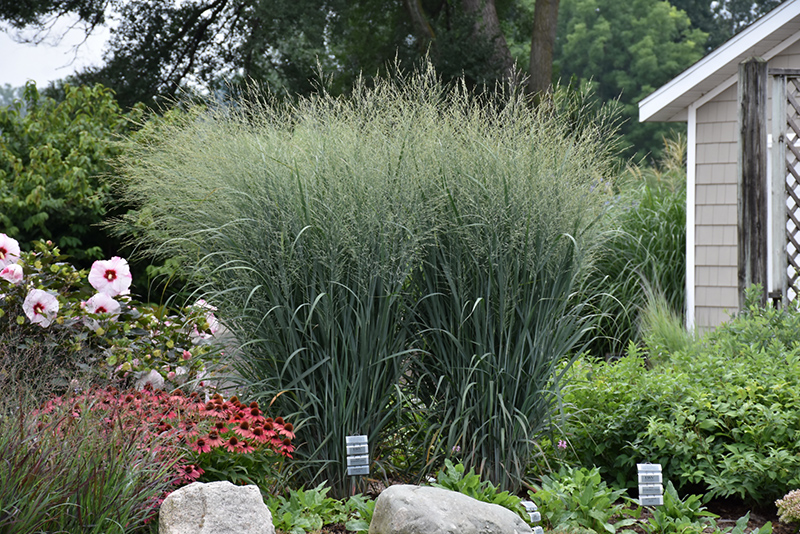 Prairie Winds Totem Pole Switch Grass (Panicum virgatum 'Totem Pole') at Bast Brothers Garden Center