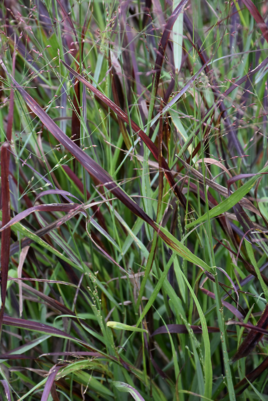 Cheyenne Sky Switch Grass (Panicum virgatum 'Cheyenne Sky') at Bast Brothers Garden Center