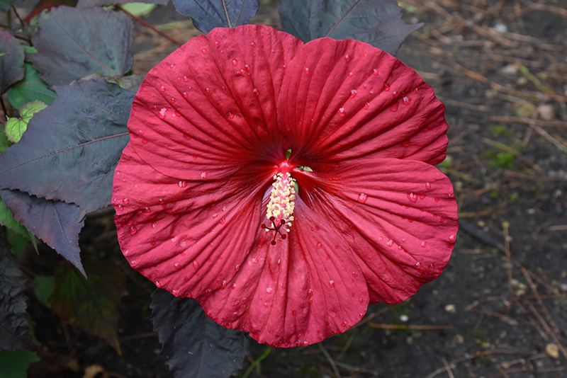 Summerific Holy Grail Hibiscus (Hibiscus 'Holy Grail') at Bast Brothers Garden Center