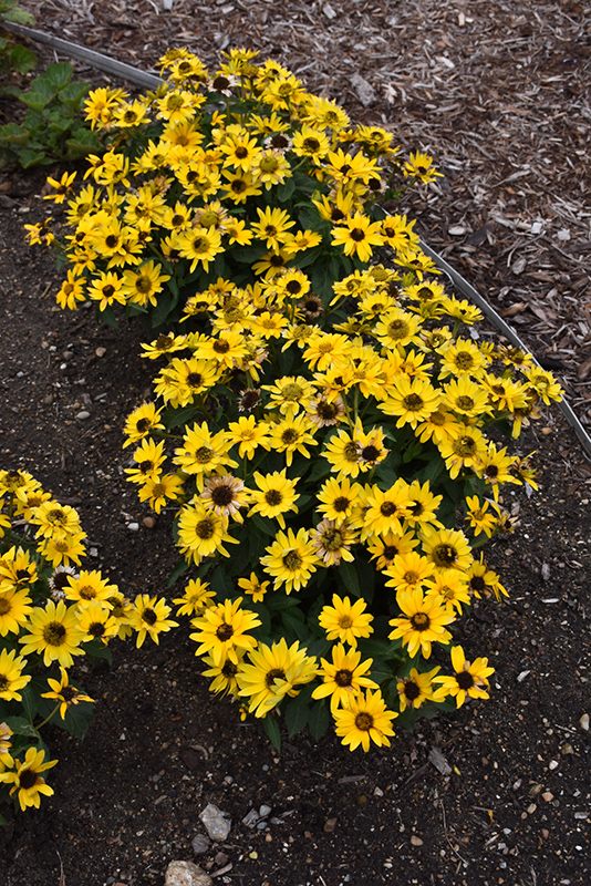 Tuscan Gold False Sunflower (Heliopsis helianthoides 'Inhelsodor') at Bast Brothers Garden Center