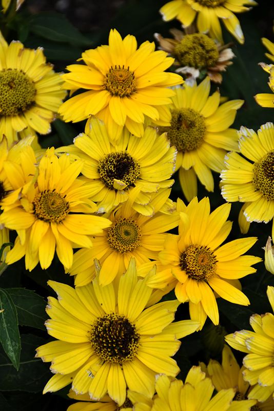 Tuscan Gold False Sunflower (Heliopsis helianthoides 'Inhelsodor') at Bast Brothers Garden Center