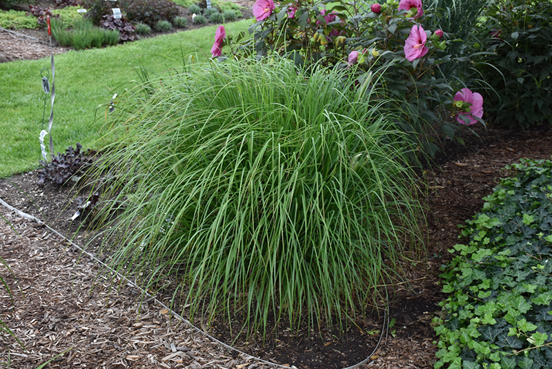 Desert Plains Fountain Grass (Pennisetum alopecuroides 'Desert Plains') at Bast Brothers Garden Center