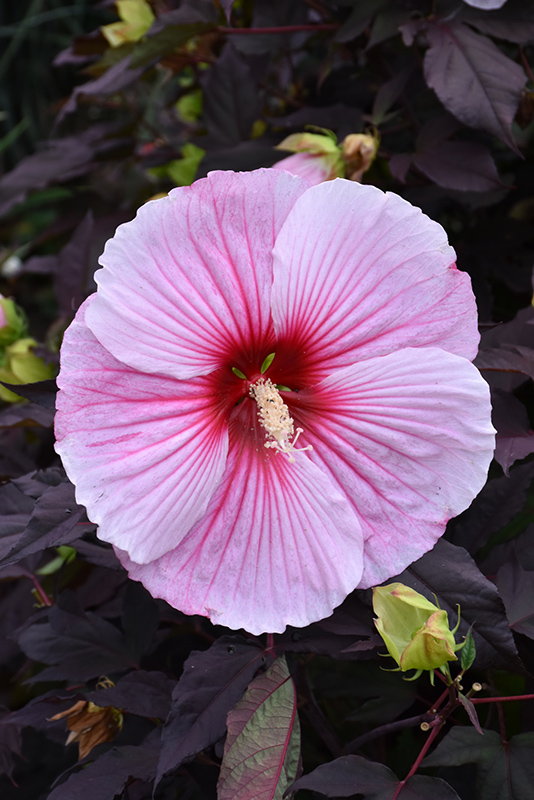 Starry Starry Night Hibiscus (Hibiscus 'Starry Starry Night') at Bast Brothers Garden Center