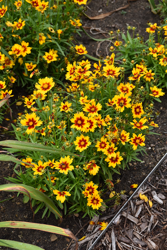 UpTick Gold and Bronze Tickseed (Coreopsis 'Baluptgonz') at Bast Brothers Garden Center