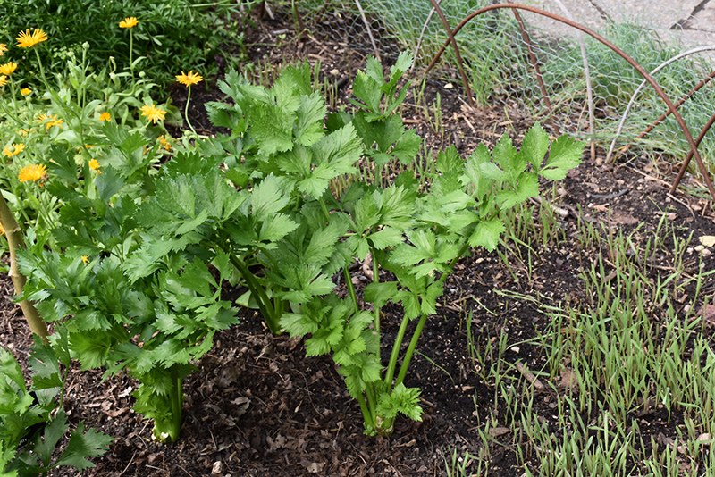 Celery (Apium graveolens) at Bast Brothers Garden Center
