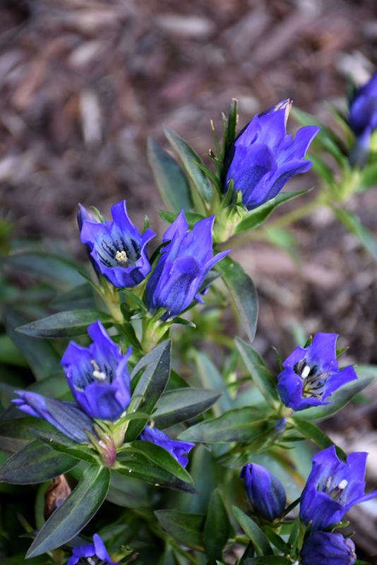 True Blue Gentian (Gentiana 'True Blue') at Bast Brothers Garden Center