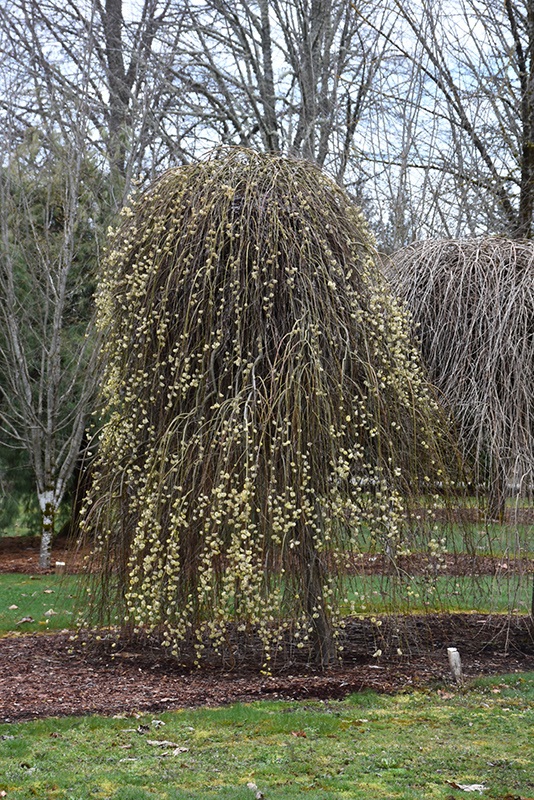 Weeping Pussy Willow (Salix caprea 'Pendula') at Bast Brothers Garden Center
