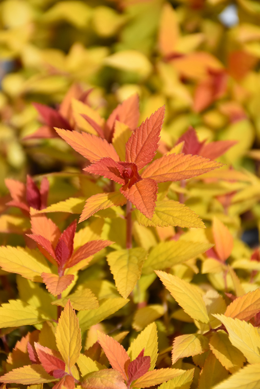 Double Play Candy Corn Spirea (Spiraea japonica 'NCSX1') at Bast Brothers Garden Center