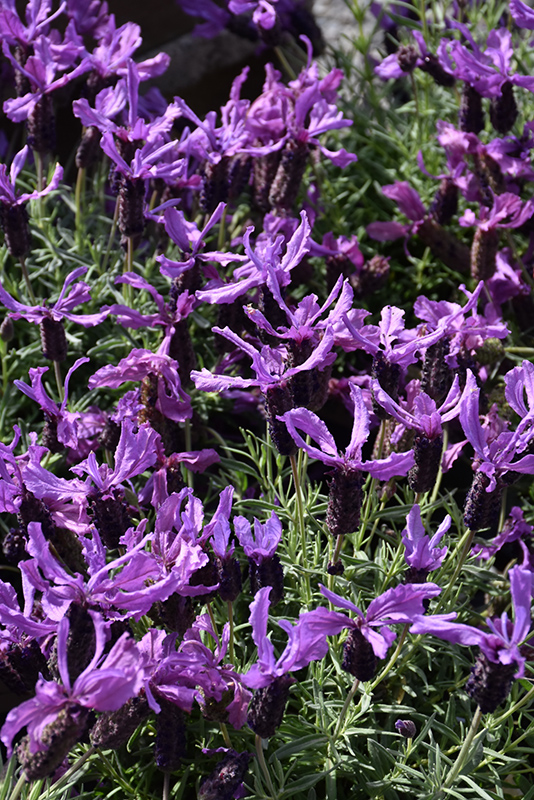 Javelin Forte Deep Purple Lavender (Lavandula stoechas 'Javelin Forte Deep Purple') at Bast Brothers Garden Center
