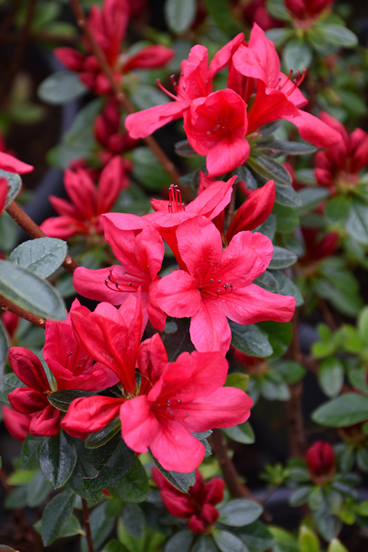 Red Red Azalea (Rhododendron 'Red Red') at Bast Brothers Garden Center