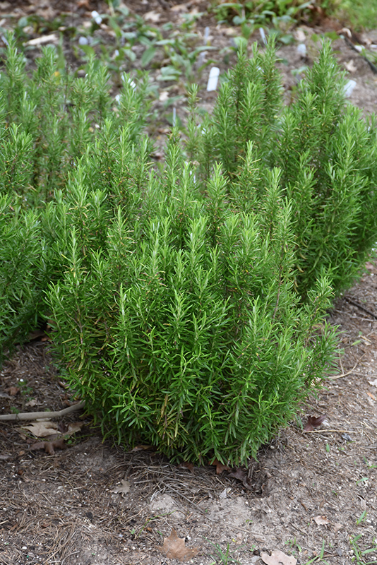 Barbeque Rosemary (Rosmarinus officinalis 'Barbeque') at Bast Brothers Garden Center