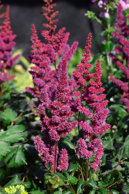 Visions in Red Chinese Astilbe (Astilbe chinensis 'Visions in Red') at Bast Brothers Garden Center