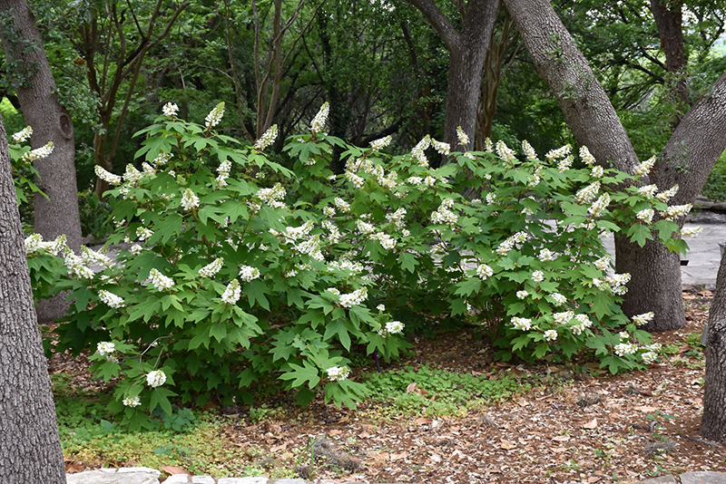 Oakleaf Hydrangea (Hydrangea quercifolia) at Bast Brothers Garden Center