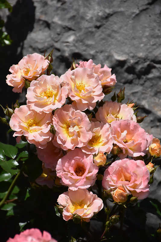 Peach Drift Rose (Rosa 'Meiggili') at Bast Brothers Garden Center