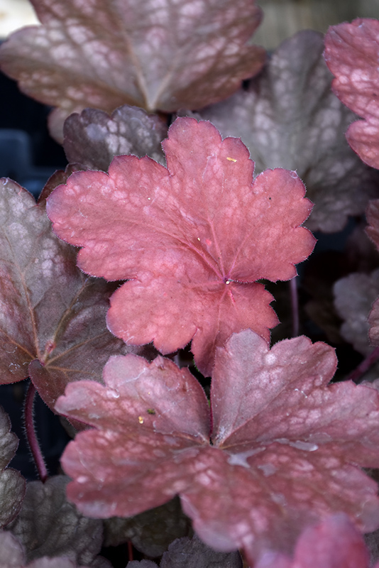 Carnival Candy Apple Coral Bells (Heuchera 'Candy Apple') at Bast Brothers Garden Center