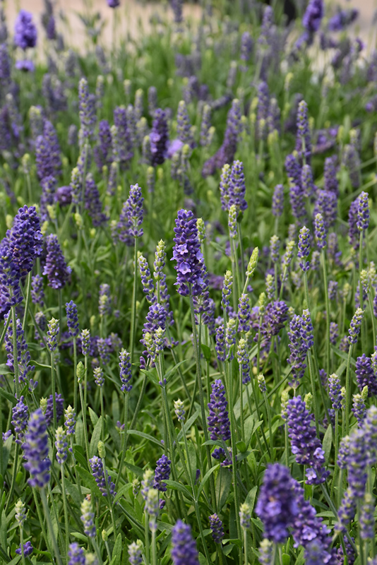 Blue Spear Lavender (Lavandula angustifolia 'PAS1213794') at Bast Brothers Garden Center