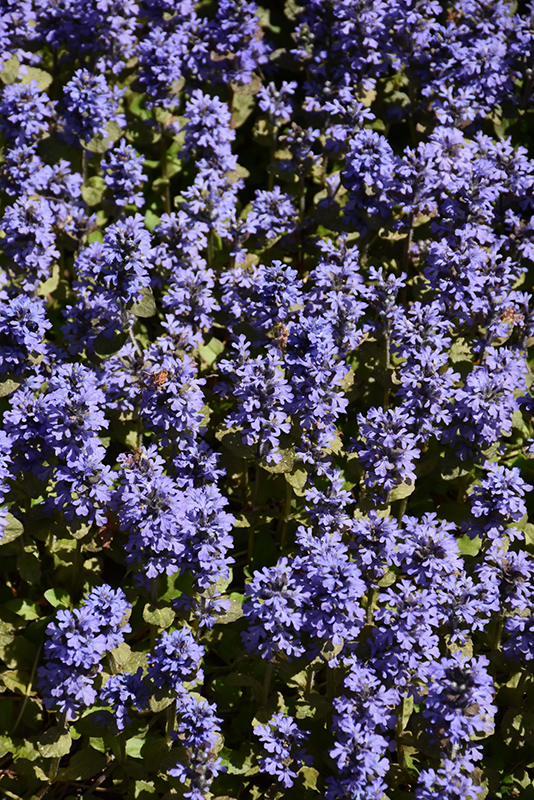 Common Bugleweed (Ajuga reptans) at Bast Brothers Garden Center