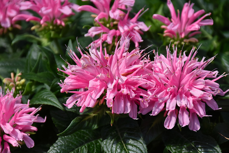 Electric Neon Pink Beebalm (Monarda 'Electric Neon Pink') at Bast Brothers Garden Center