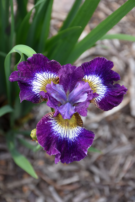Contrast In Styles Siberian Iris (Iris sibirica 'Contrast In Styles') at Bast Brothers Garden Center