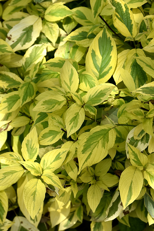 Hedgerows Gold Variegated Red-Twig Dogwood (Cornus sericea 'Hedgerows Gold') at Bast Brothers Garden Center