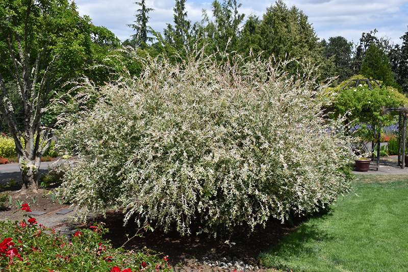 Tricolor Willow (Salix integra 'Hakuro Nishiki') at Bast Brothers Garden Center