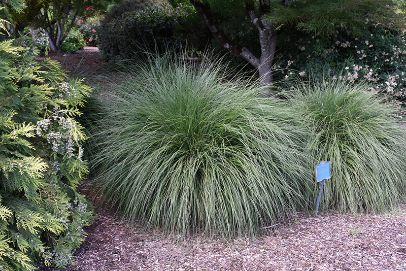 Hameln Dwarf Fountain Grass (Pennisetum alopecuroides 'Hameln') at Bast Brothers Garden Center