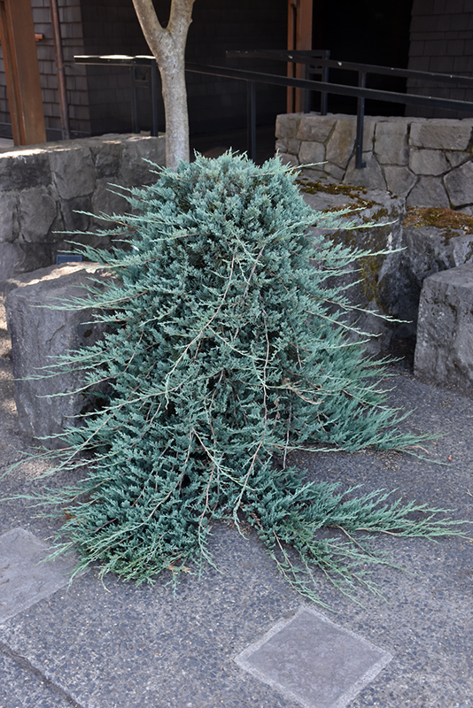 Blue Rug Juniper (Juniperus horizontalis 'Wiltonii') at Bast Brothers Garden Center