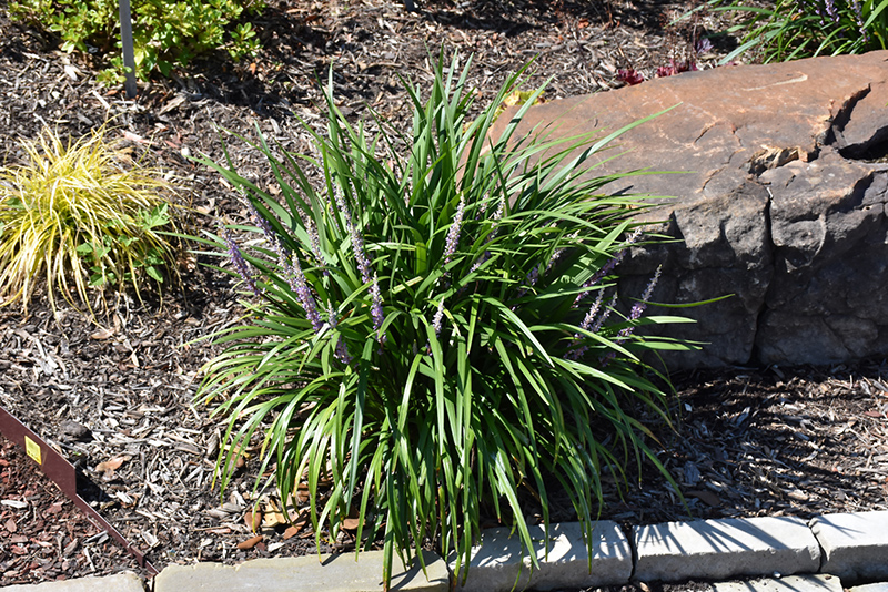 Purple Explosion Lily Turf (Liriope muscari 'EXC 051') at Bast Brothers Garden Center