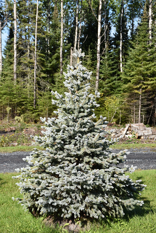 Crystal Blue Spruce (Picea pungens 'Crystal Blue') at Bast Brothers Garden Center