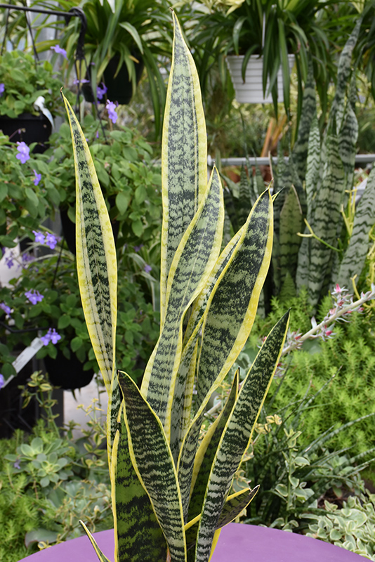 Striped Snake Plant (Sansevieria trifasciata 'Laurentii') at Bast Brothers Garden Center