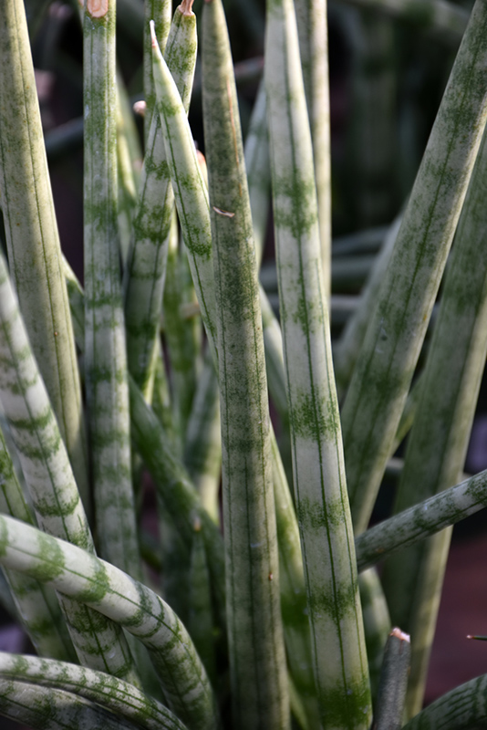 Cylindrical Snake Plant (Sansevieria cylindrica) at Bast Brothers Garden Center