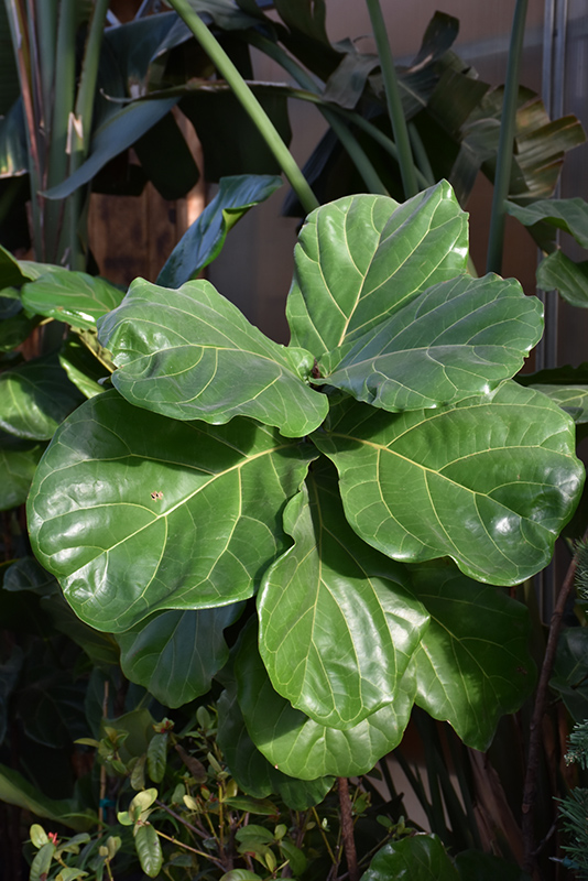 Fiddle Leaf Fig (Ficus lyrata) at Bast Brothers Garden Center