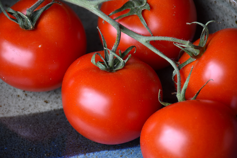 Slicer Tomato (Generic) (Solanum lycopersicum 'Slicer') at Bast Brothers Garden Center