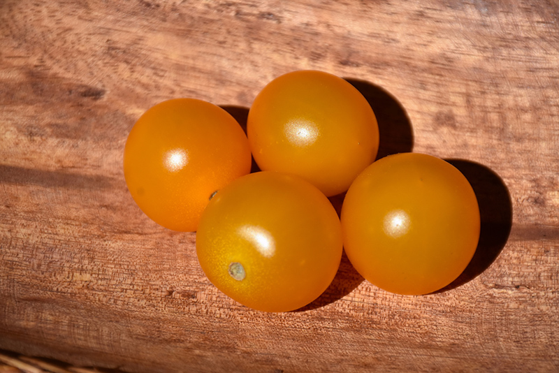 Sungold Tomato (Solanum lycopersicum 'Sungold') at Bast Brothers Garden Center
