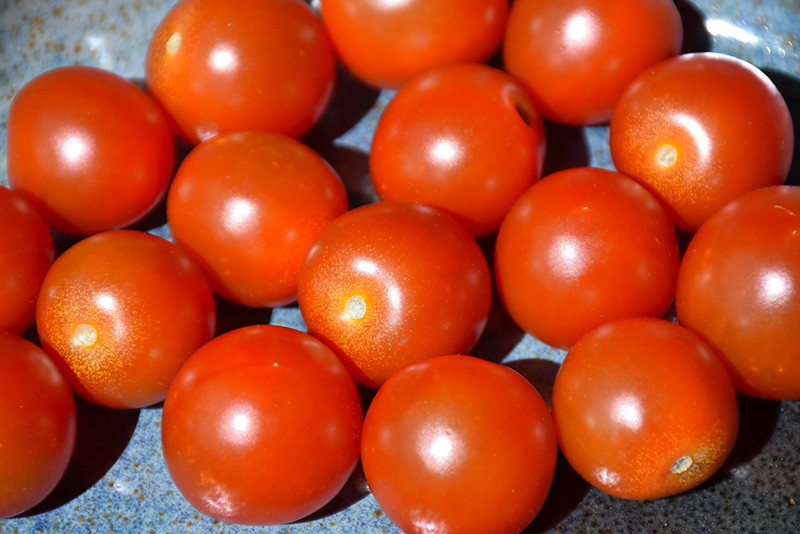 Sweet 100 Tomato (Solanum lycopersicum 'Sweet 100') at Bast Brothers Garden Center
